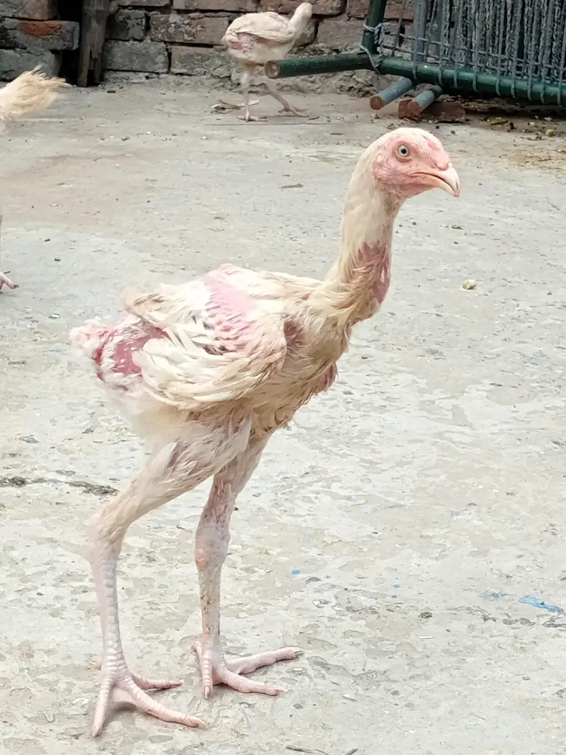 Heera aseel chicks — photo 12