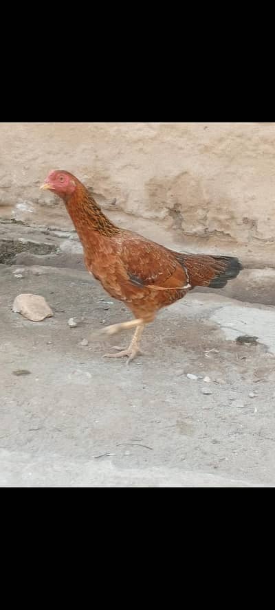 kuruk murgi