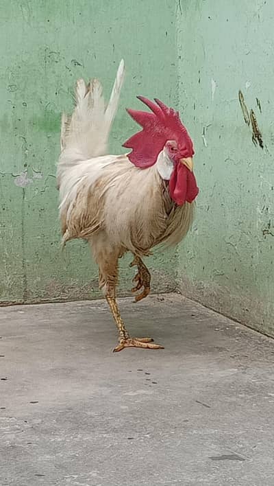 farmi murga