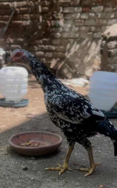 Aseel Cheeni Madi (Heera + Lasani cross)