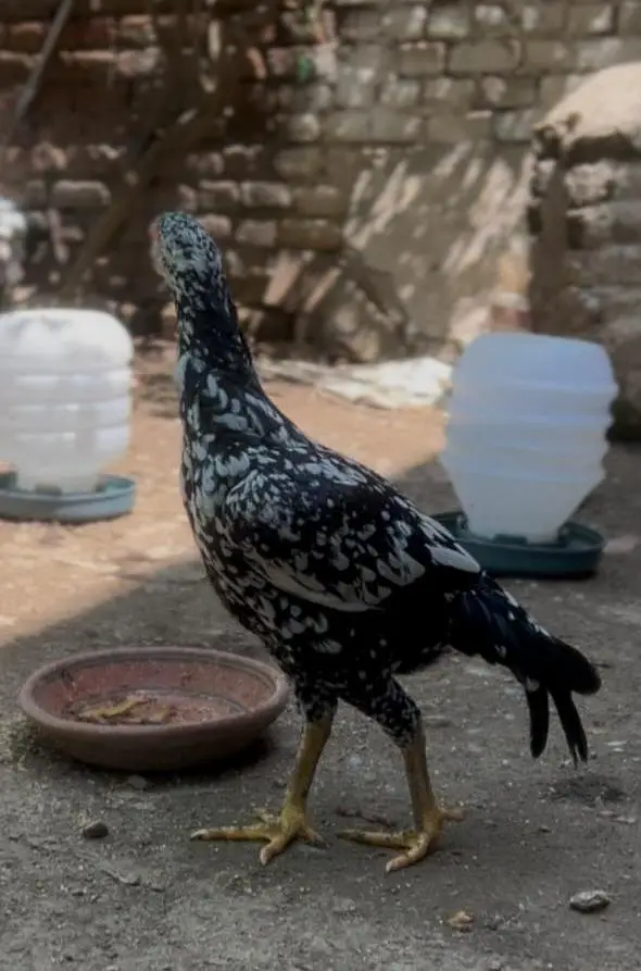 Aseel Cheeni Madi (Heera + Lasani cross) — photo 2
