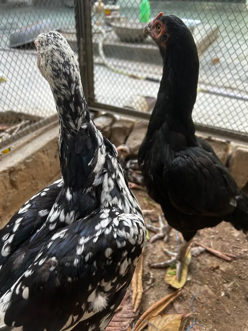 Aseel Cheeni Madi (Heera + Lasani cross) — photo 3