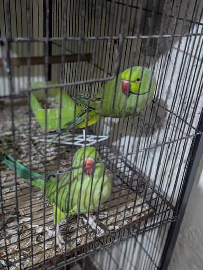 parrot breeder pair for sale 15000
