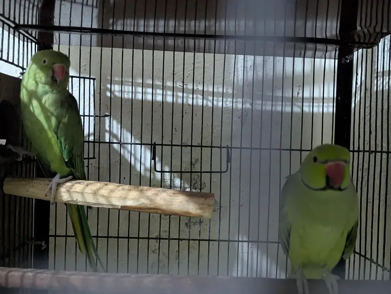 parrot breeder pair for sale 15000 — photo 2