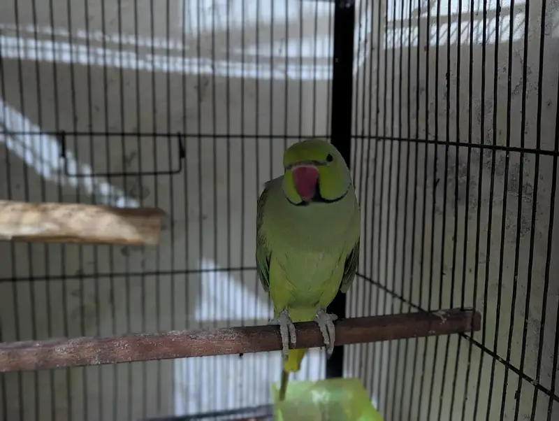 parrot breeder pair for sale 15000 — photo 3