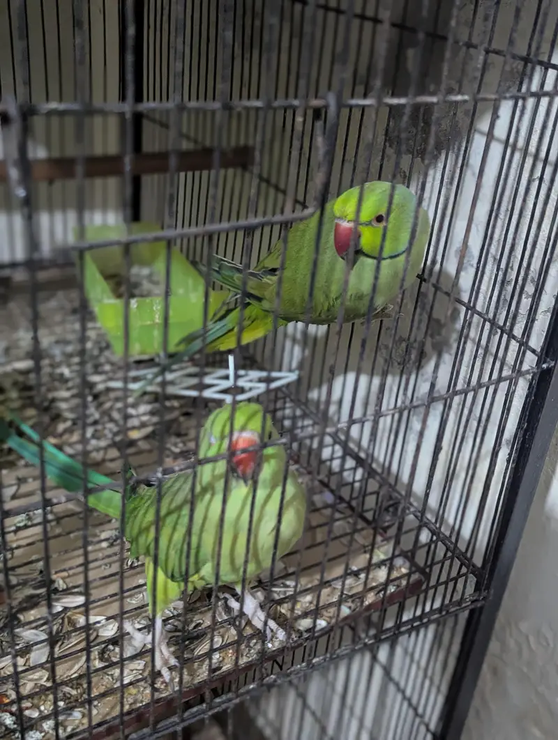 parrot breeder pair for sale 15000 — photo 4