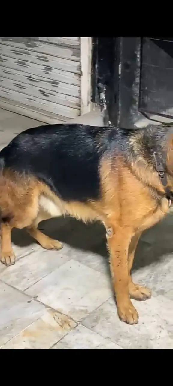 jeramn shearped dog — photo 2