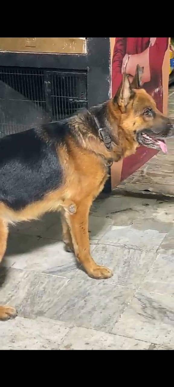 jeramn shearped dog 2