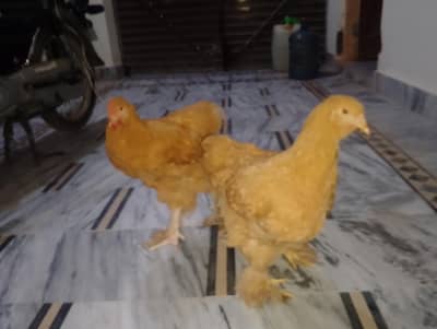 golden buff pair for sale