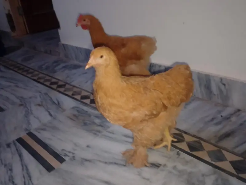 golden buff pair for sale — photo 2