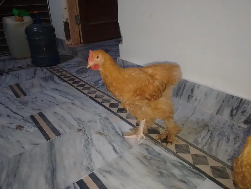 golden buff pair for sale — photo 3