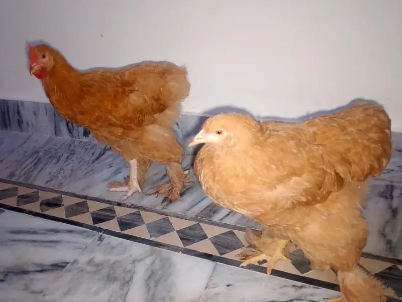 golden buff pair for sale — photo 4
