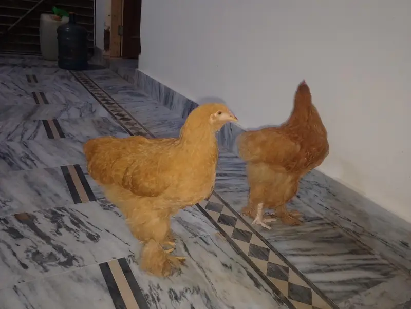 golden buff pair for sale — photo 5