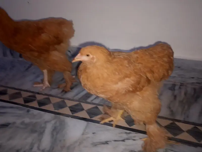 golden buff pair for sale — photo 7