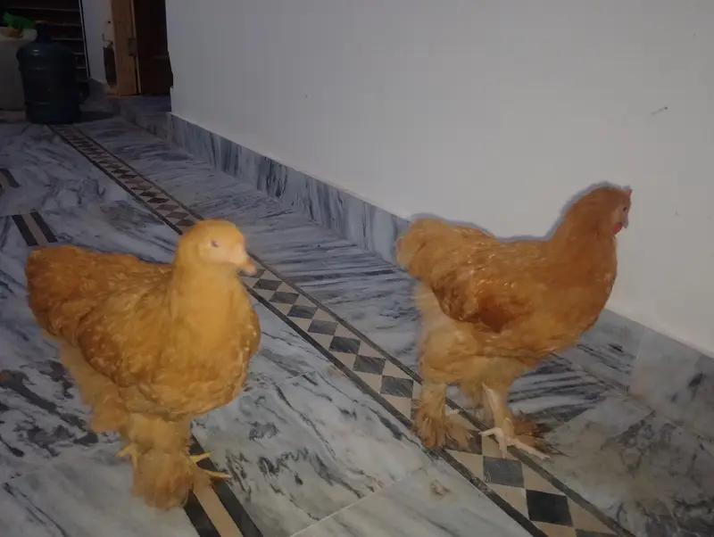 golden buff pair for sale — photo 8