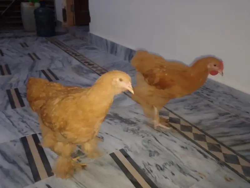 golden buff pair for sale — photo 9