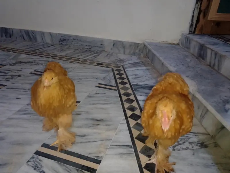 golden buff pair for sale — photo 10