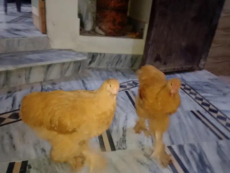 golden buff pair for sale — photo 11
