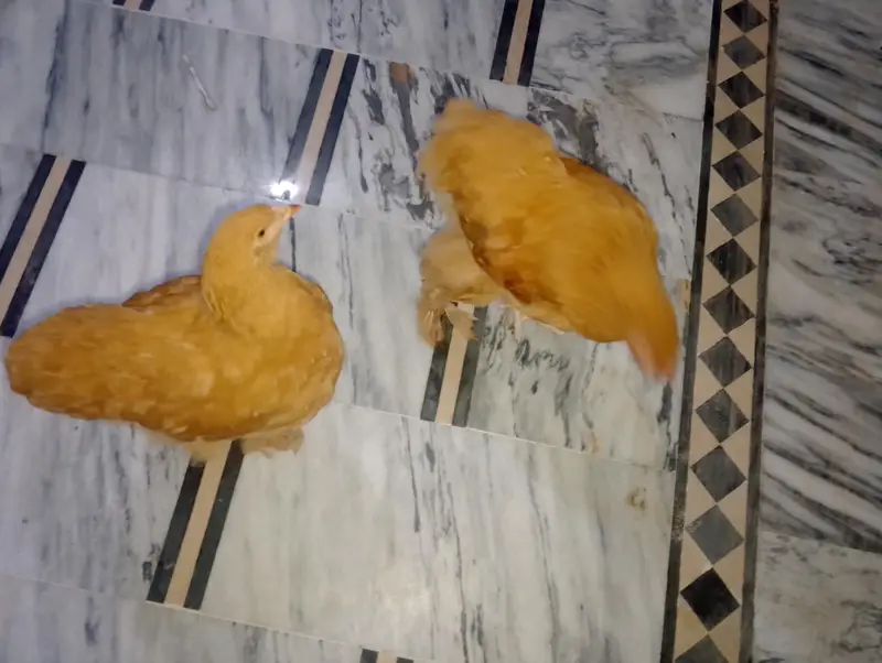 golden buff pair for sale — photo 12