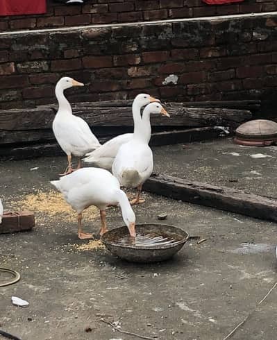Geese for Sale