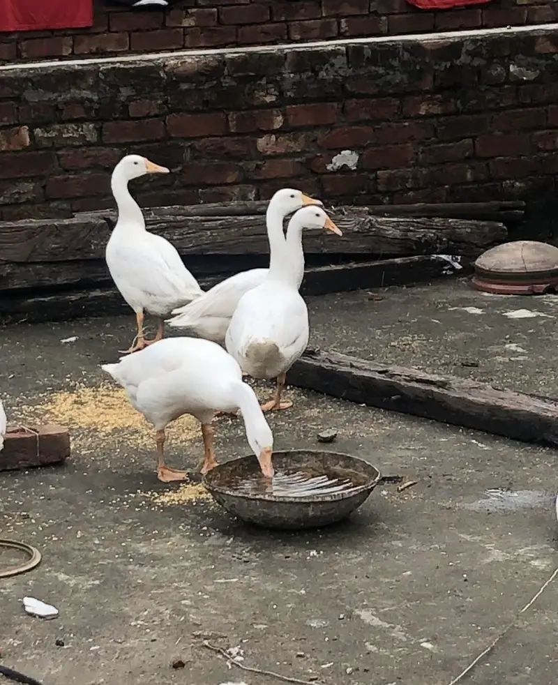 Geese for Sale