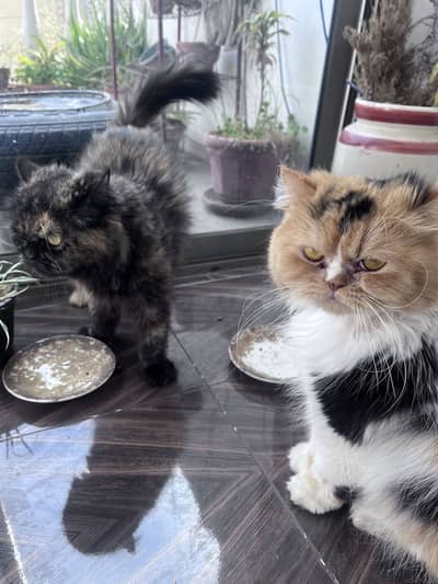 Persian adult cat pair for adoption