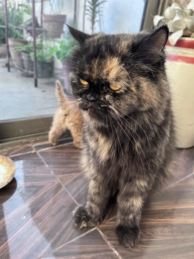 Persian adult cat pair for adoption — photo 2