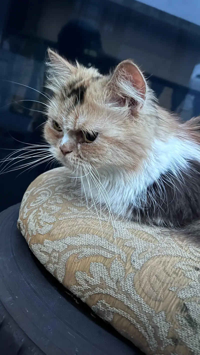 Persian adult cat pair for adoption — photo 3