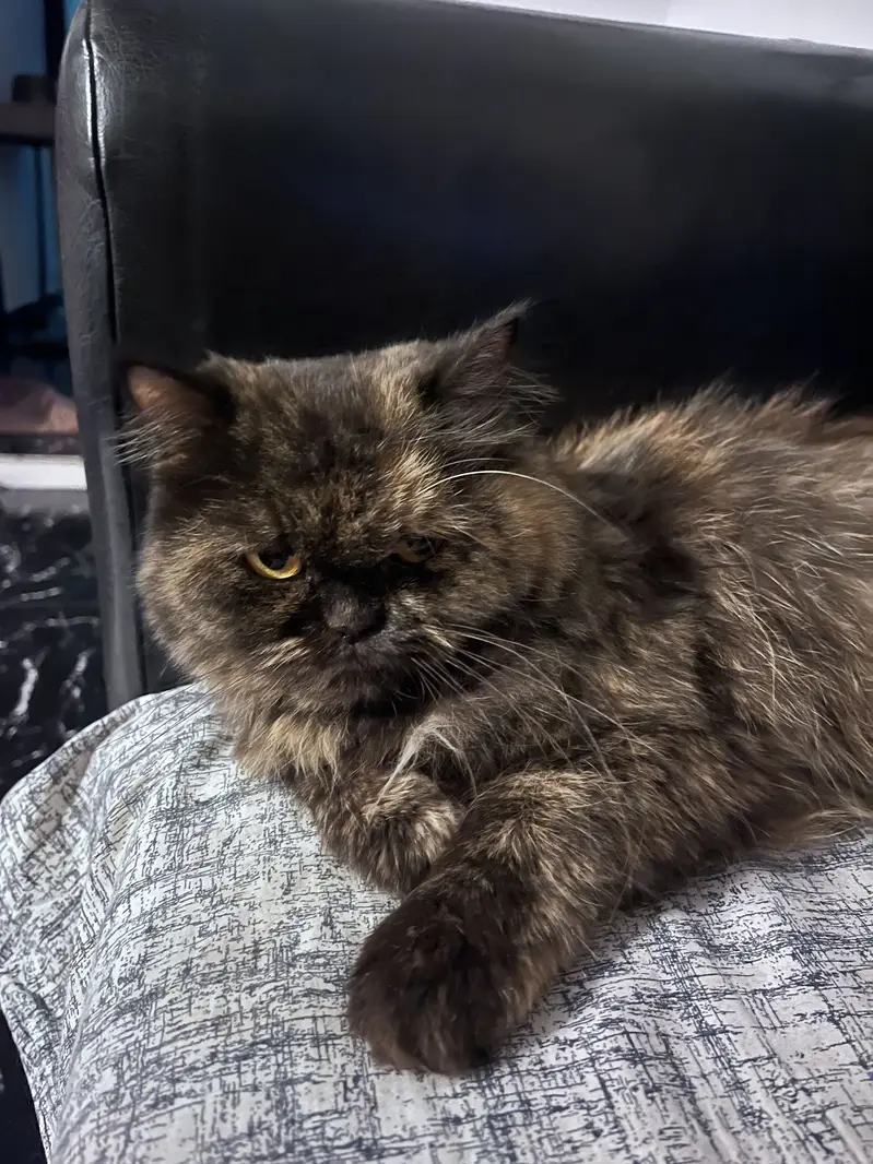 Persian adult cat pair for adoption — photo 4