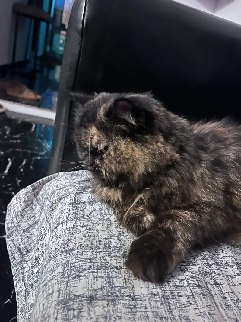 Persian adult cat pair for adoption — photo 5