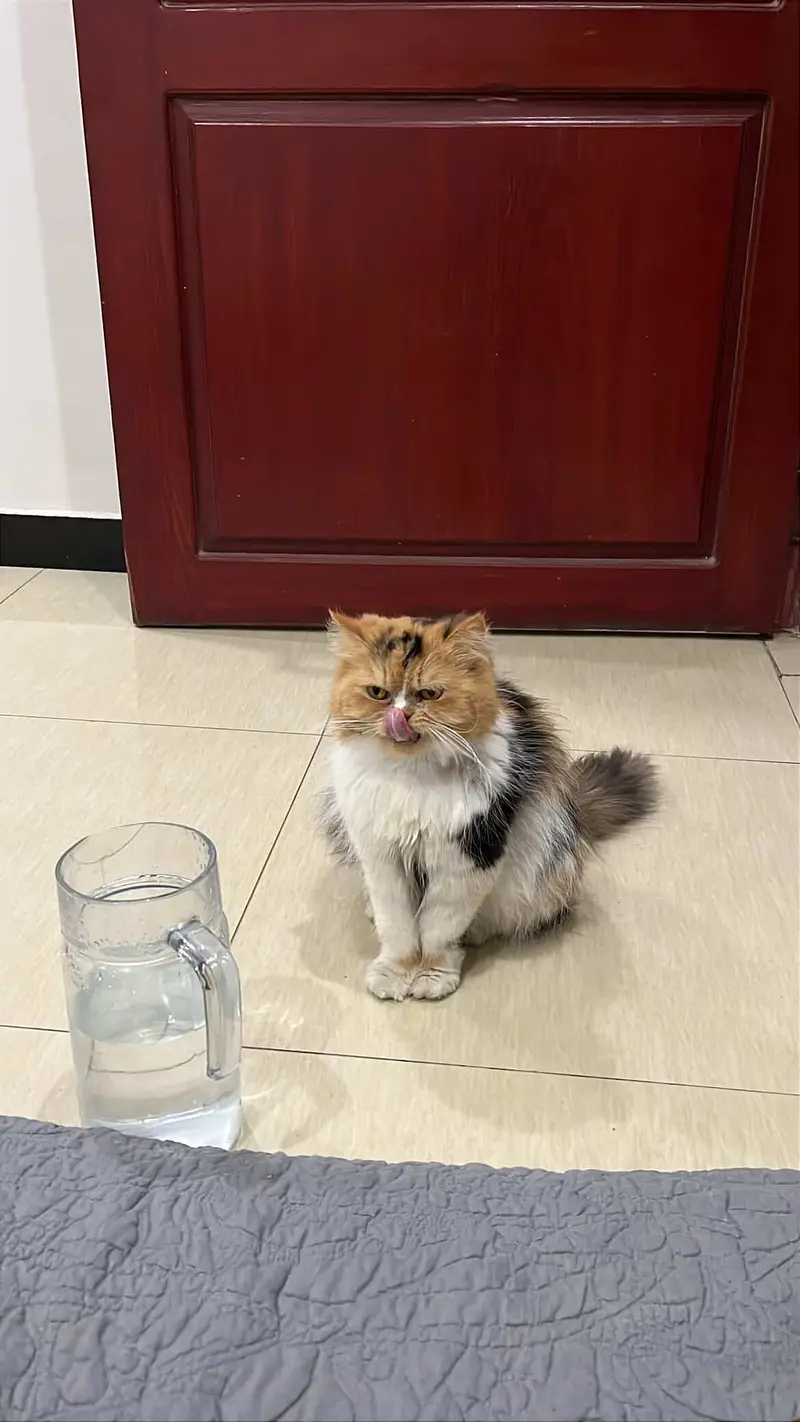 Persian adult cat pair for adoption — photo 6