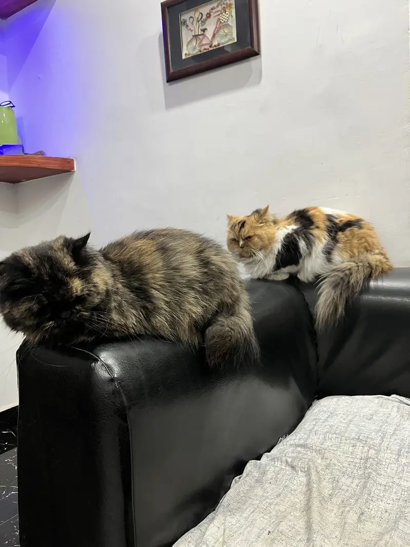 Persian adult cat pair for adoption — photo 7