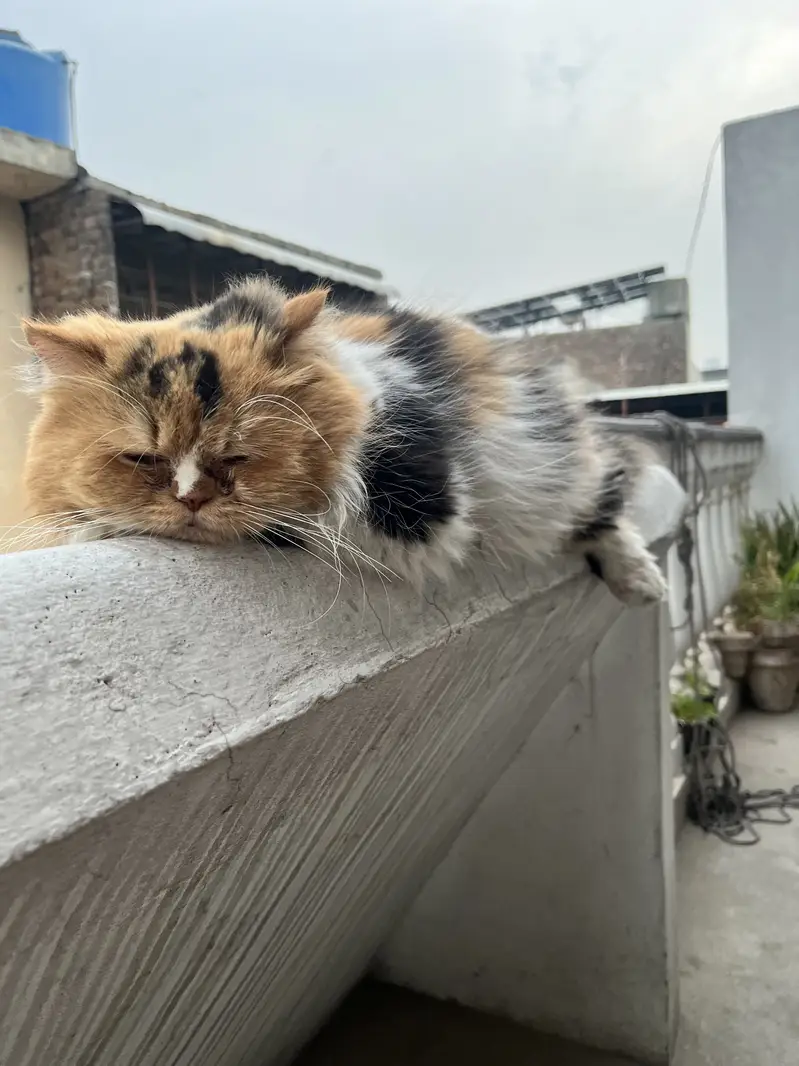Persian adult cat pair for adoption — photo 8