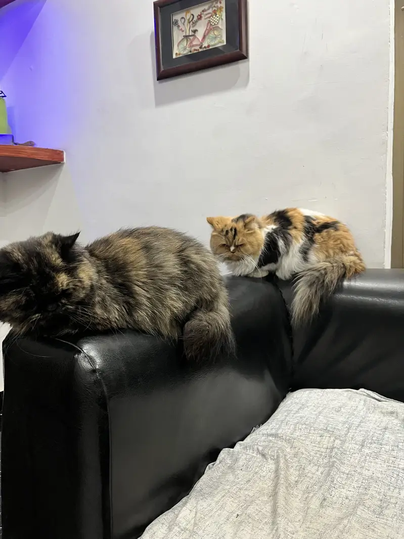 Persian adult cat pair for adoption — photo 9