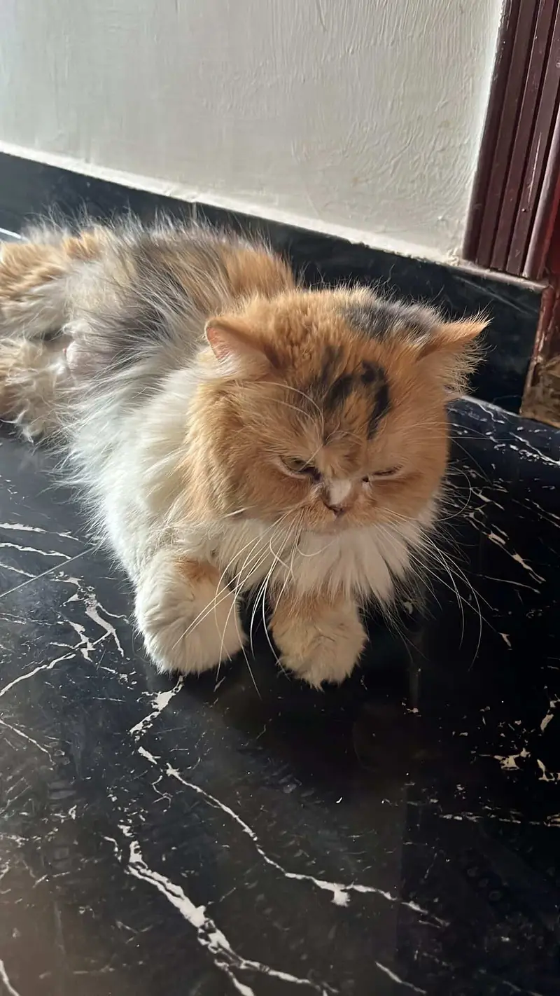 Persian adult cat pair for adoption — photo 10