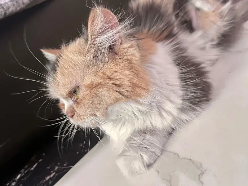 Persian adult cat pair for adoption — photo 11