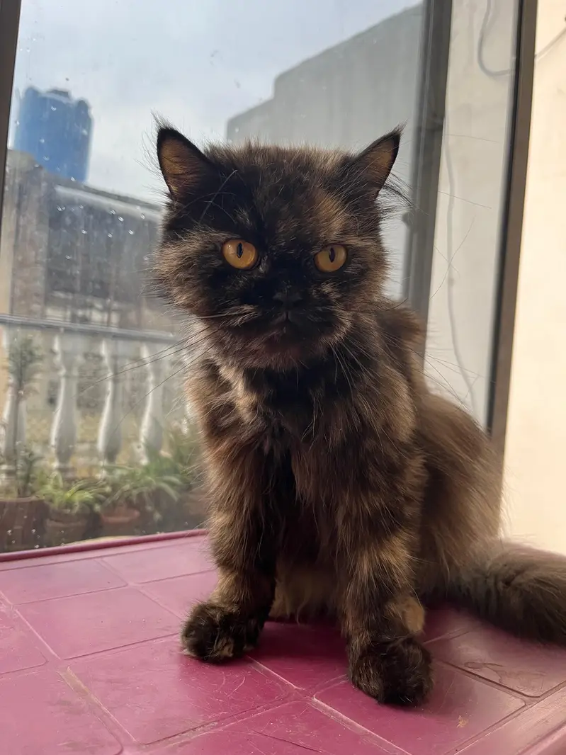 Persian adult cat pair for adoption — photo 12