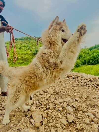 siberian husky dog
