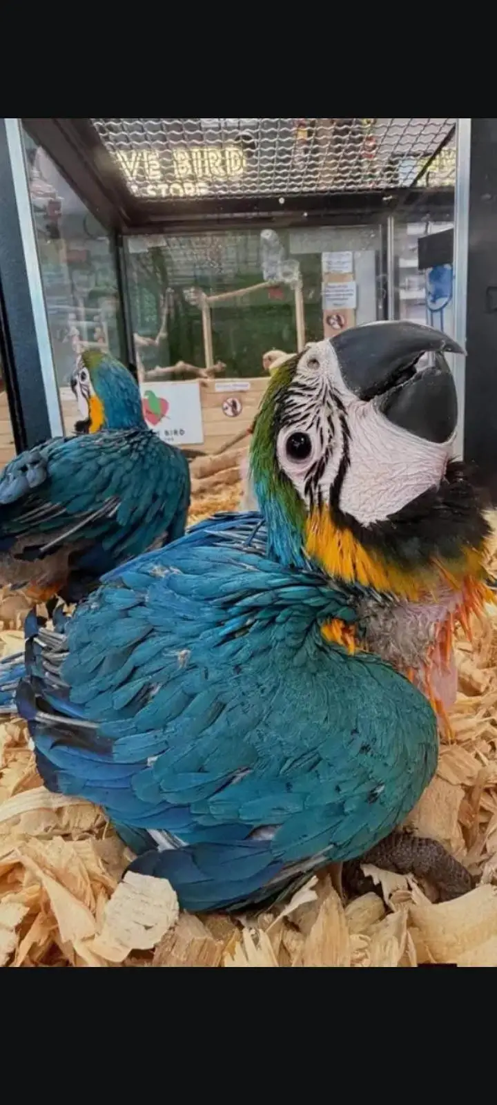 blue Macau parrot cheeks for sale 0370/7908/904 — photo 2