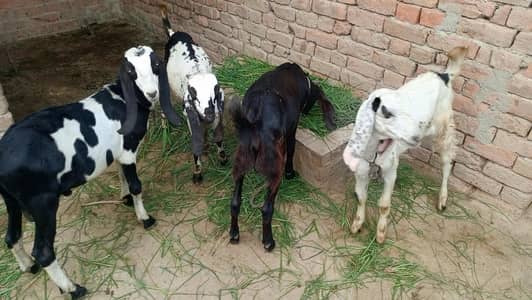 alag alag price he bakro ki 3 bakre Hein achi nasal k