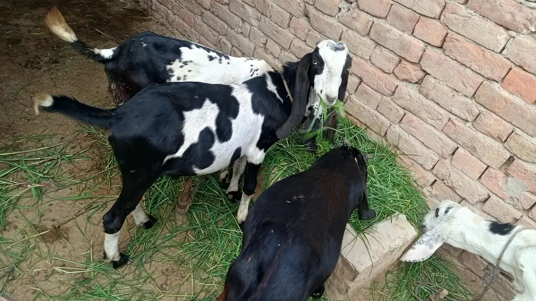 alag alag price he bakro ki 3 bakre Hein achi nasal k — photo 2