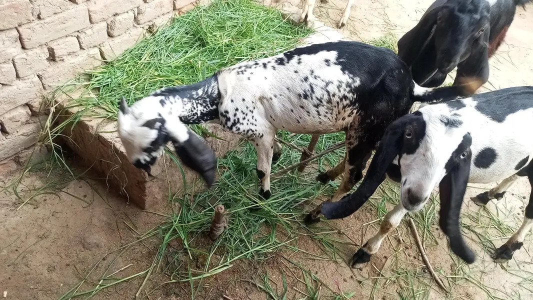 alag alag price he bakro ki 3 bakre Hein achi nasal k — photo 4