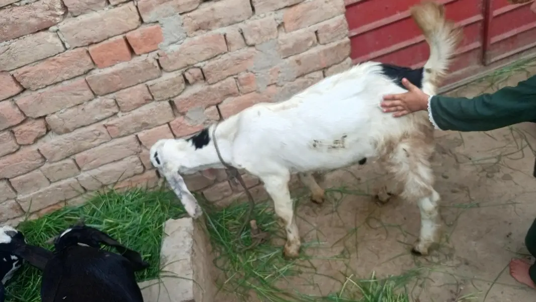 alag alag price he bakro ki 3 bakre Hein achi nasal k — photo 6