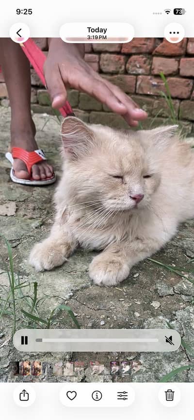 Cat for sale