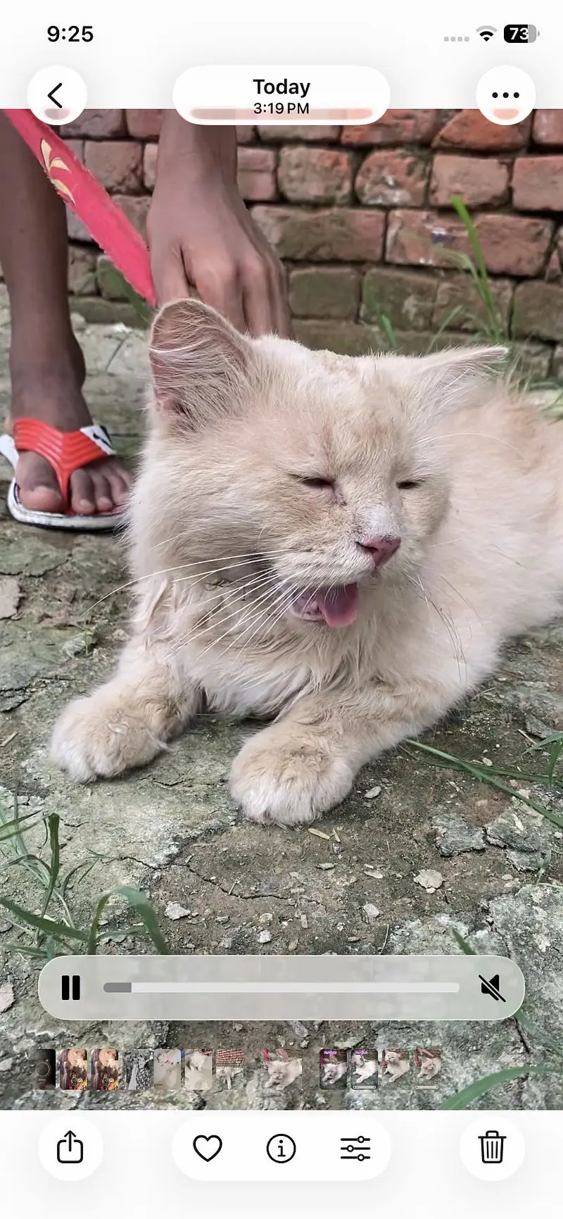 Cat for sale — photo 2