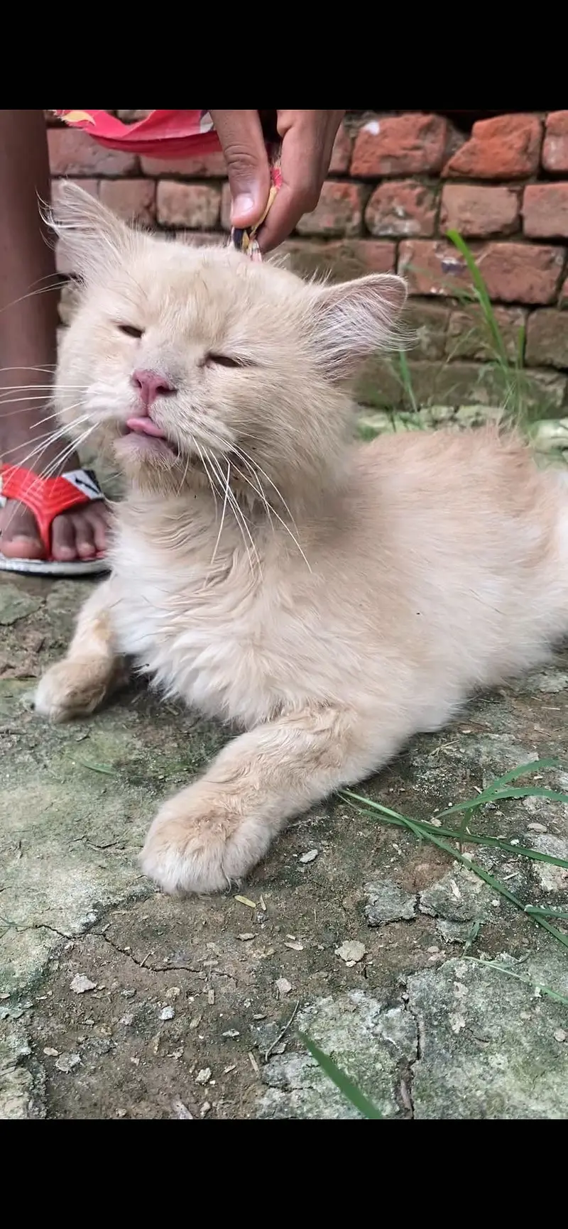 Cat for sale — photo 3