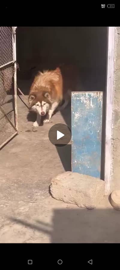 husky breeder female brown color