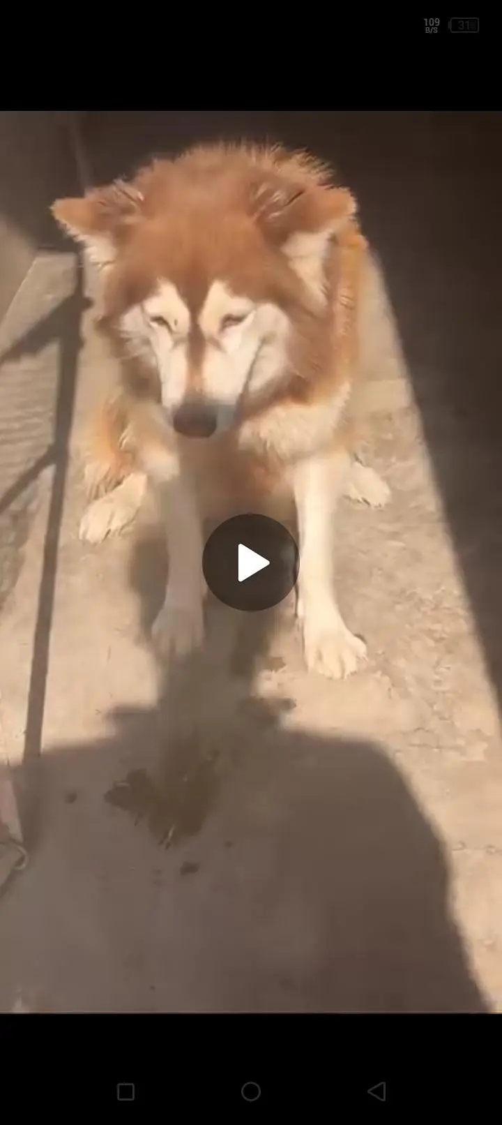 husky breeder female brown color — photo 2