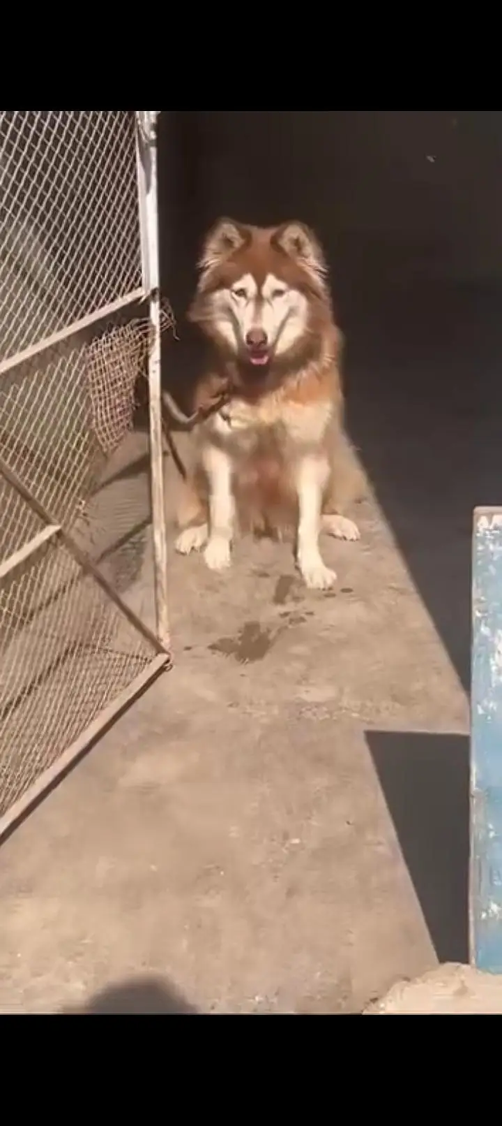 husky breeder female brown color — photo 3