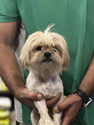 ShihTzu